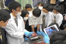 心臓の解説(1)