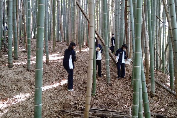 タケノコ掘り竹やぶの様子2022