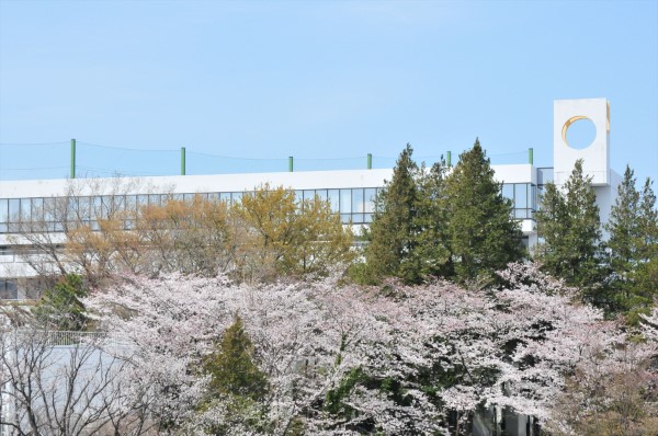 学園敷地に満開の桜が咲いています