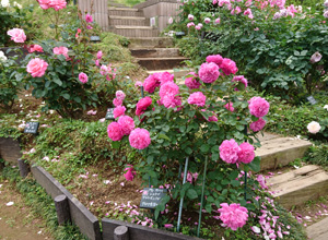 荏子田太陽公園のバラ