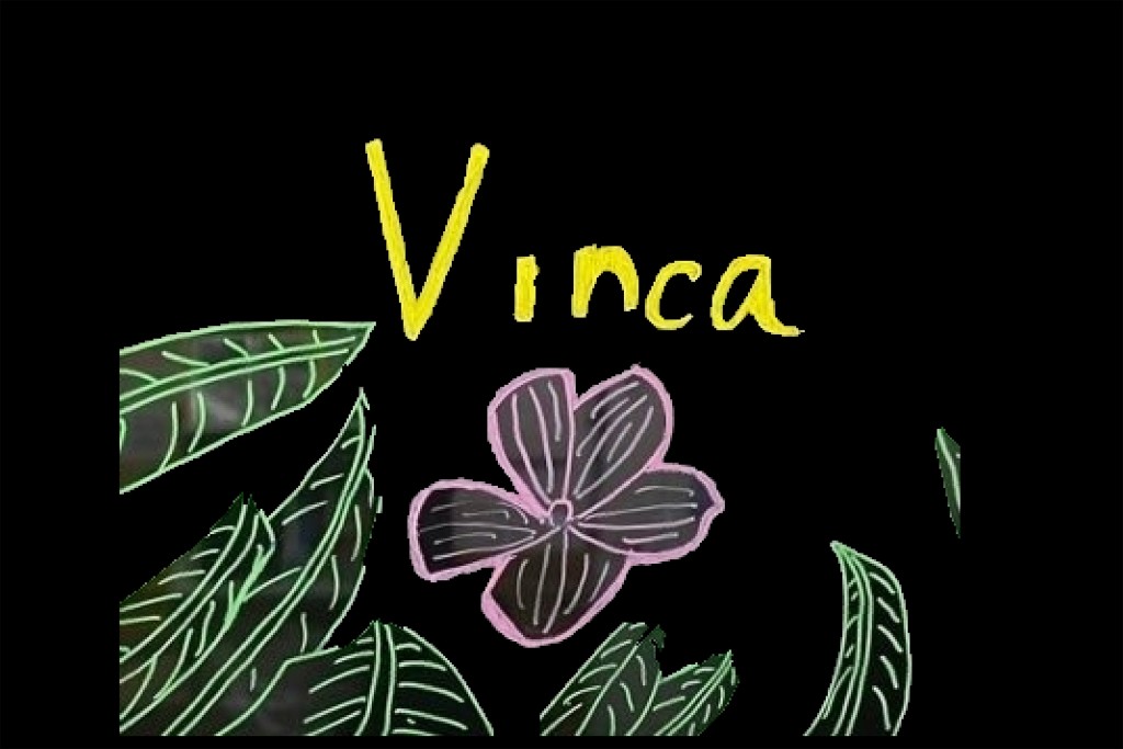 Vinca